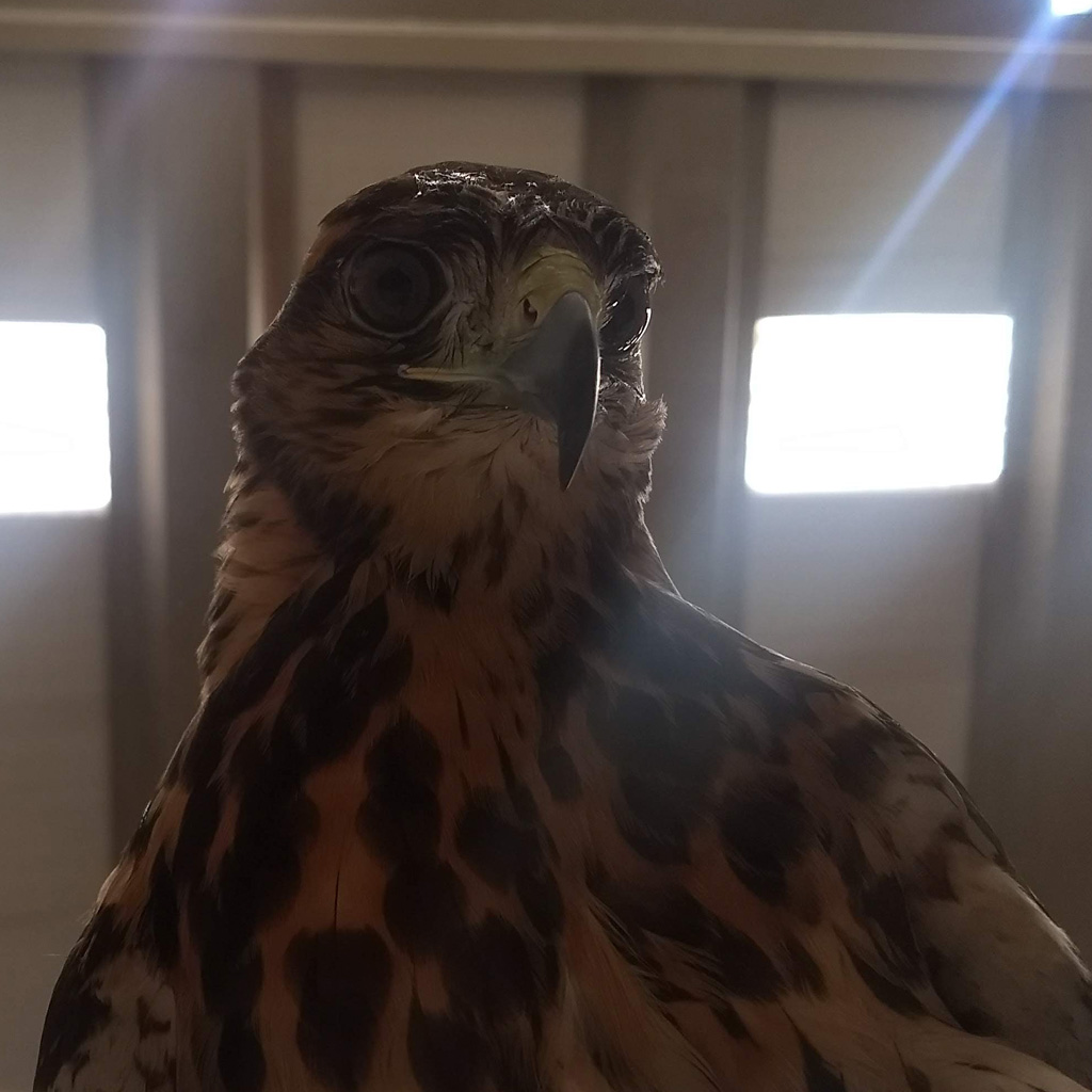 servicio-biologico-5-1024x1024