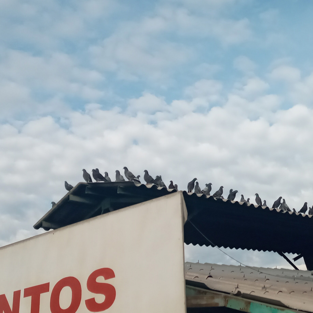 servicio-captura-viva-4-1024x1024