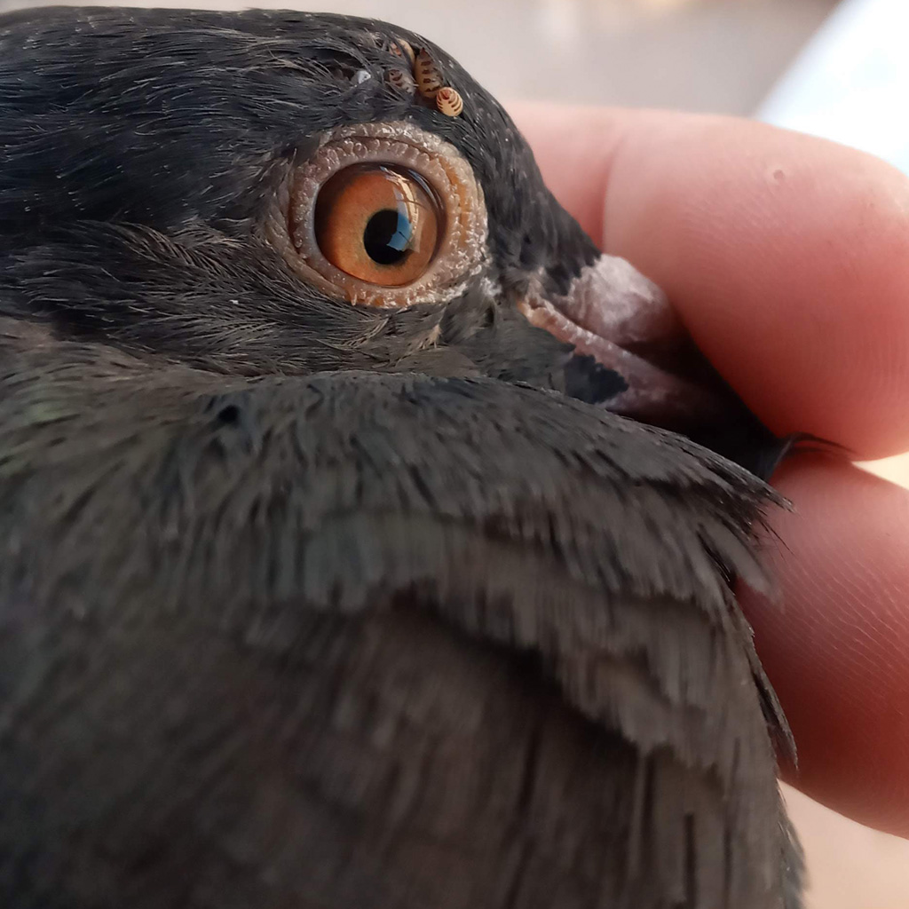 servicio-por-que-hacer-un-control-de-paloma-8-1024x1024