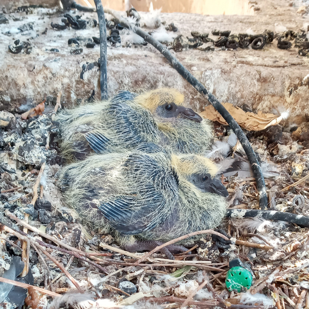 servicio-por-que-hacer-un-control-de-paloma-9-1024x1024